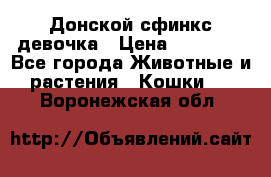 Донской сфинкс девочка › Цена ­ 15 000 - Все города Животные и растения » Кошки   . Воронежская обл.